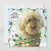 Goldendoodle Weihnachten, Doodle Spaß