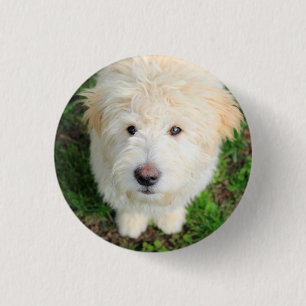 Goldendoodle Welpe Blick auf Kamera Button