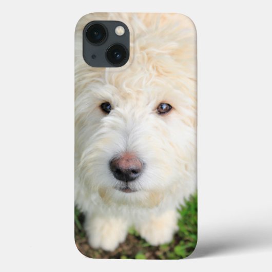 Goldendoodle Welpe Blick auf Kamera Case-Mate iPhone Hülle (Rückseite)