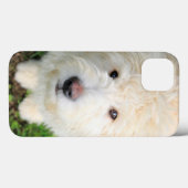 Goldendoodle Welpe Blick auf Kamera Case-Mate iPhone Hülle (Rückseite (Horizontal))