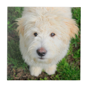 Goldendoodle Welpe Blick auf Kamera Fliese