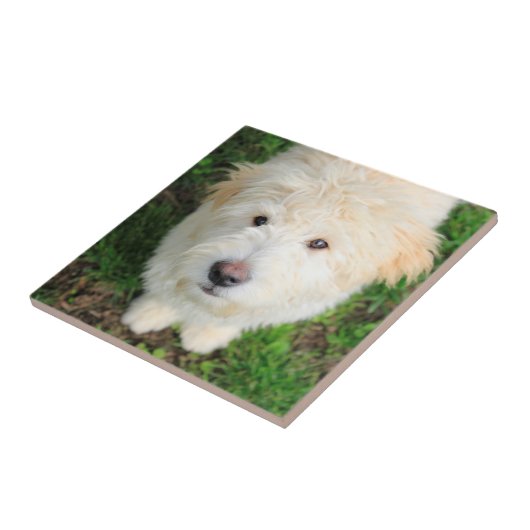 Goldendoodle Welpe Blick auf Kamera Fliese (Seite)