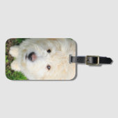 Goldendoodle Welpe Blick auf Kamera Gepäckanhänger (Vorderseite (Horizontal))