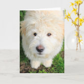 Goldendoodle Welpe Blick auf Kamera Karte (Gelbe Blume)