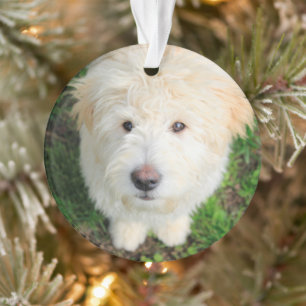 Goldendoodle Welpe Blick auf Kamera Ornament