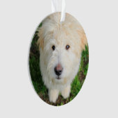 Goldendoodle Welpe Blick auf Kamera Ornament (Vorderseite)