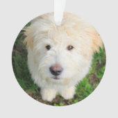 Goldendoodle Welpe Blick auf Kamera Ornament (Vorderseite)