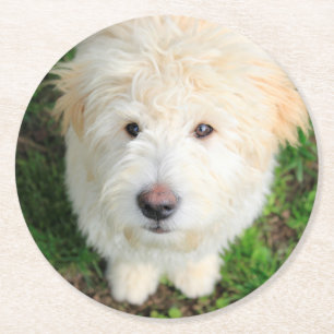 Goldendoodle Welpe Blick auf Kamera Runder Pappuntersetzer