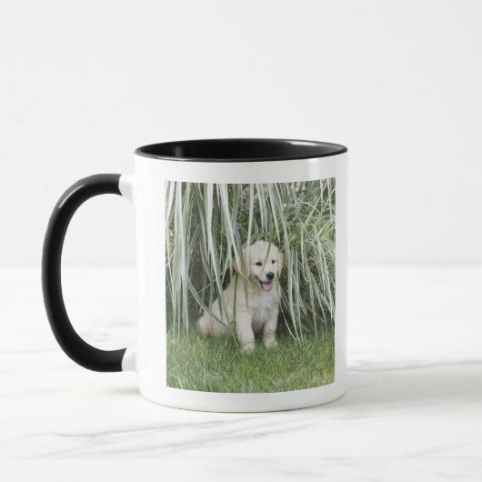 Goldendoodle Welpe, der unter hohen Gräsern sitzt Tasse (Links)