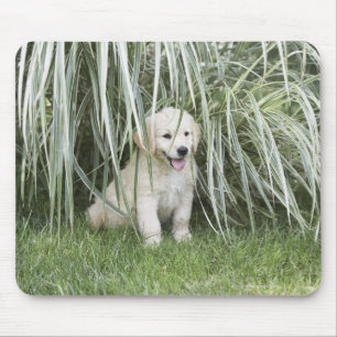Goldendoodle-Welpe, die unter großen Gräsern sitzt Mousepad