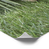 Goldendoodle-Welpe, die unter großen Gräsern sitzt Poster (Ecke)