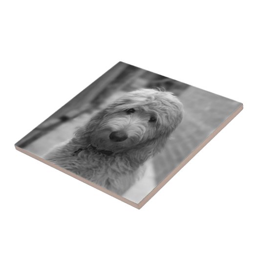 Goldendoodle-Welpe im Garten Fliese (Seite)