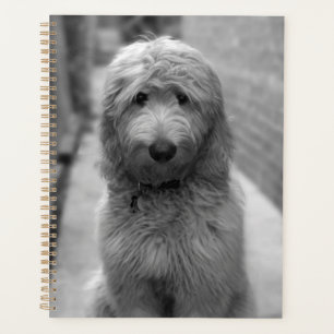 Goldendoodle-Welpe im Garten Planer