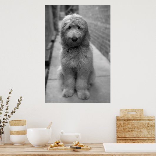 Goldendoodle-Welpe im Garten Poster (Küche)