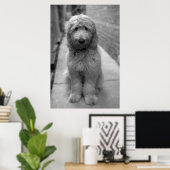 Goldendoodle-Welpe im Garten Poster (Heimbüro)