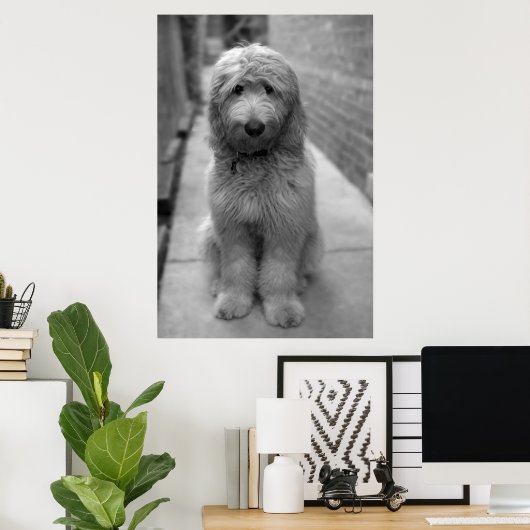 Goldendoodle-Welpe im Garten Poster (Heimbüro)