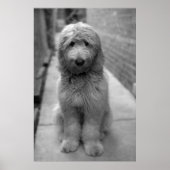Goldendoodle-Welpe im Garten Poster (Vorne)