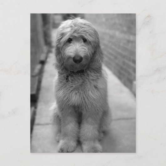 Goldendoodle-Welpe im Garten Postkarte (Vorderseite)