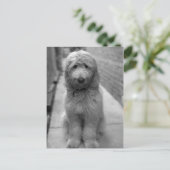 Goldendoodle-Welpe im Garten Postkarte (Stehend Vorderseite)