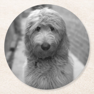 Goldendoodle-Welpe im Garten Runder Pappuntersetzer