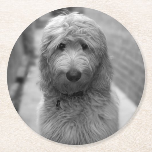 Goldendoodle-Welpe im Garten Runder Pappuntersetzer (Vorderseite)