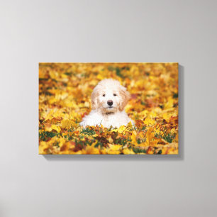 Goldendoodle Welpe in Herbstlauben Leinwanddruck