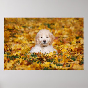 Goldendoodle Welpe in Herbstlauben Poster