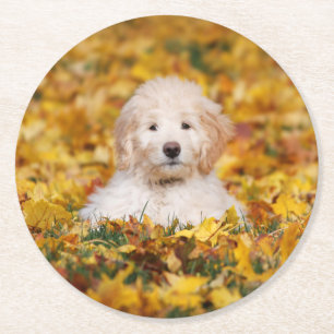 Goldendoodle Welpe in Herbstlauben Runder Pappuntersetzer