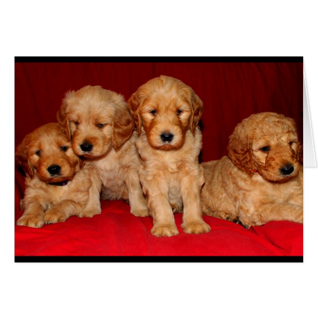 Goldendoodle Welpe jeder Art von Okcasionskarte (Vorderseite (Horizontal))