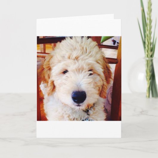 Goldendoodle Welpe Karte (Vorderseite)
