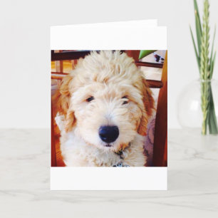 Goldendoodle Welpe Karte