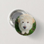 Goldendoodle-Welpe mit Kamera Button (Vorne & Hinten)