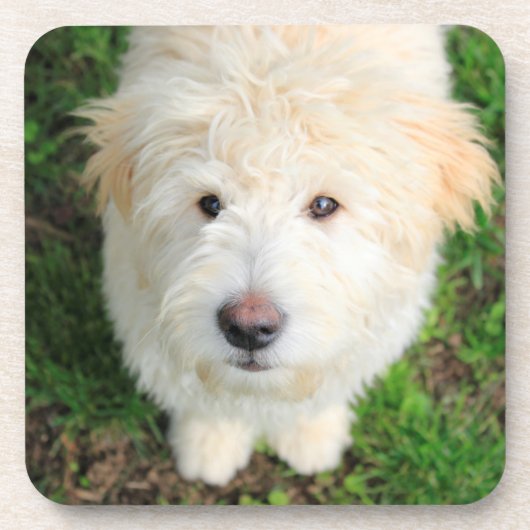 Goldendoodle-Welpe mit Kamera Getränkeuntersetzer (Vorderseite)