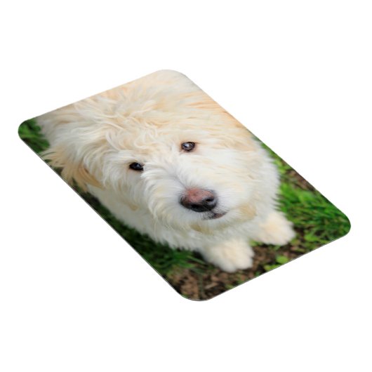 Goldendoodle-Welpe mit Kamera Magnet (Rechte Seite)