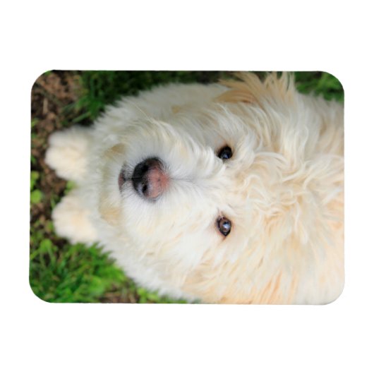 Goldendoodle-Welpe mit Kamera Magnet (Horizontal)