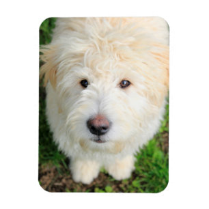 Goldendoodle-Welpe mit Kamera Magnet
