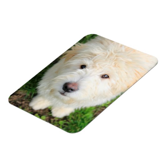 Goldendoodle-Welpe mit Kamera Magnet (Linke Seite)