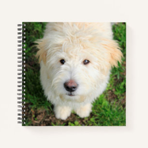 Goldendoodle-Welpe mit Kamera Notizblock