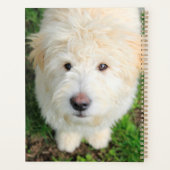 Goldendoodle-Welpe mit Kamera Planer (Rückseite)