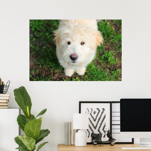 Goldendoodle-Welpe mit Kamera Poster (Heimbüro)