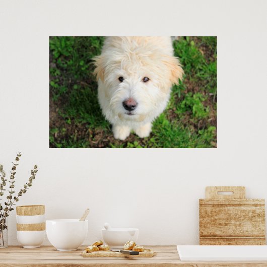 Goldendoodle-Welpe mit Kamera Poster (Küche)