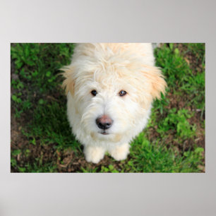 Goldendoodle-Welpe mit Kamera Poster