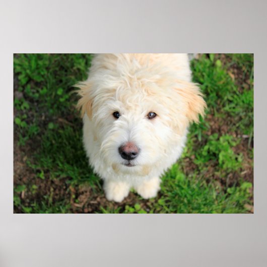Goldendoodle-Welpe mit Kamera Poster (Vorne)