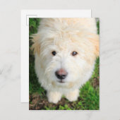 Goldendoodle-Welpe mit Kamera Postkarte (Vorne/Hinten)