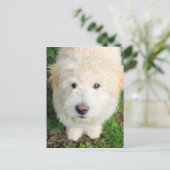 Goldendoodle-Welpe mit Kamera Postkarte (Stehend Vorderseite)
