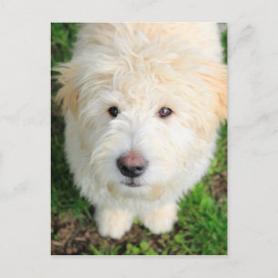Goldendoodle-Welpe mit Kamera Postkarte