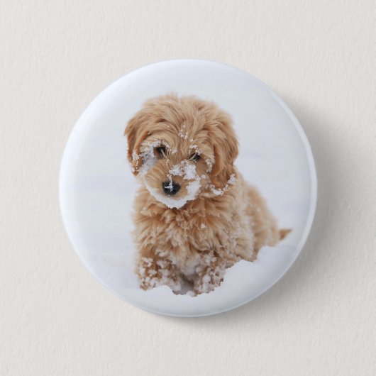 Goldendoodle-Welpe mit Schnee im Gesicht Button (Vorderseite)