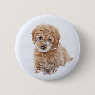 Goldendoodle-Welpe mit Schnee im Gesicht Button