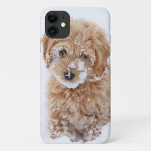 Goldendoodle Welpe mit Schnee im Gesicht Case-Mate iPhone Hülle