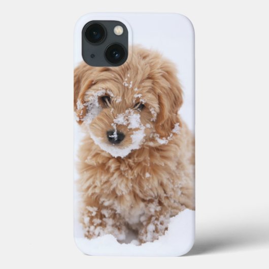 Goldendoodle Welpe mit Schnee im Gesicht Case-Mate iPhone Hülle (Rückseite)